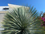 Palmlelie - Yucca rostrata 'Saffir Blue'