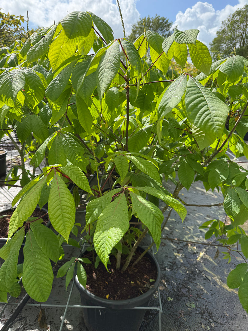 Herfstpaardenkastanje - Aesculus parviflora