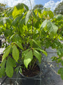 Herfstpaardenkastanje - Aesculus parviflora