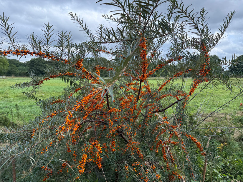 Duindoorn - Hippophae rhamnoides