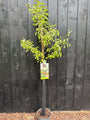 Stoofperenboom - Pyrus communis 'Gieser Wildeman'