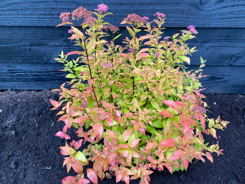 Japanse spirea (Geelgroen blad, Paarsroze bloemen) - Spiraea japonica 'Firelight' TIP