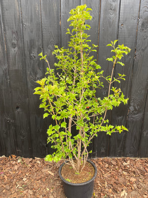 125-150 cm, C20