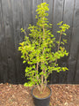 Gelderse Roos - Viburnum Opulus
