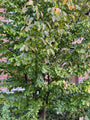 Perzisch ijzerhout (Meerstammig) - Parrotia persica 'Vanessa'