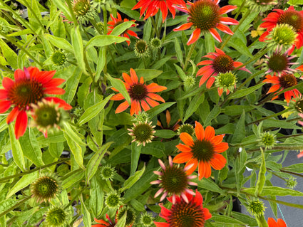 Zonnehoed (Oranje) - Echinacea 'Lakota Orange'