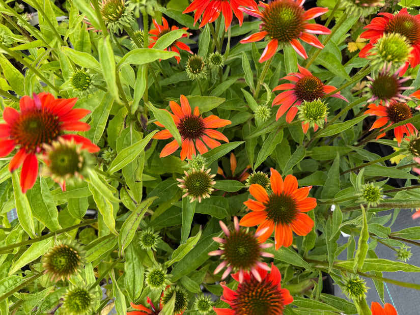 Zonnehoed (Oranje) - Echinacea 'Lakota Orange'