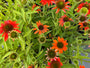Zonnehoed (Oranje) - Echinacea 'Lakota Orange'