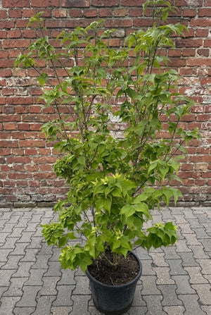 Solitaire, meerstammige C35 pot - Hoogte 140-160 CM