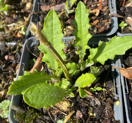 Vederdistel (Wit) - Cirsium rivulare 'Frosted Magic'
