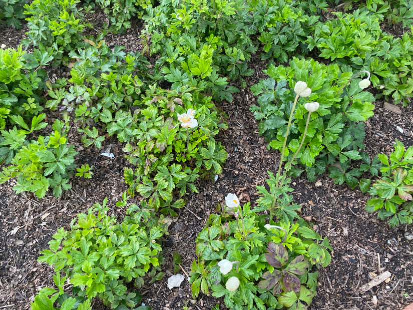 Witte anemoon (Hoogte 30 cm) - Anemone sylvestris