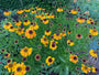 Zonnekruid - Helenium autumnale