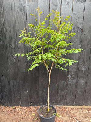 80-100 cm, C12