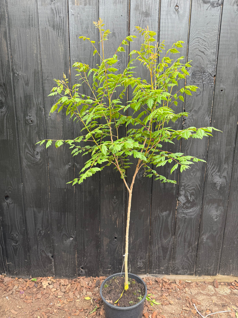 Gele Zeepboom - Koelreuteria Paniculata (Lampionboom)