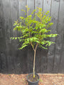 Gele Zeepboom - Koelreuteria Paniculata (Lampionboom)