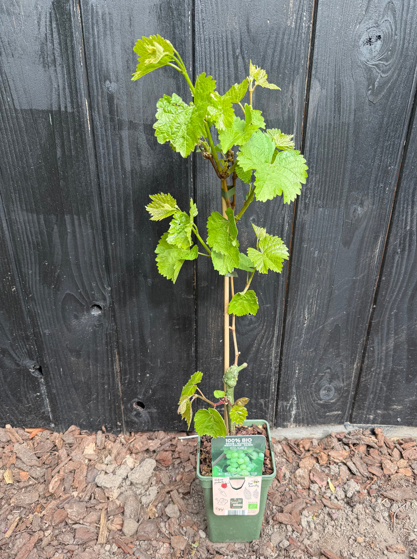 Druif (Wit) Biologisch - Vitis vinifera Bianca