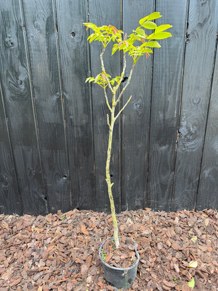 Walnootboom - Juglans regia