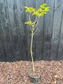 Walnootboom - Juglans regia