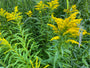 Late guldenroede - Solidago gigantea