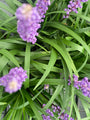 Leliegras - Liriope Muscari 'Royal Purple'