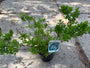 Spierstruik - Spirea Nipponica 'Snowmound' TIP