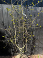 Zwarte tupeloboom - Nyssa Sylvatica