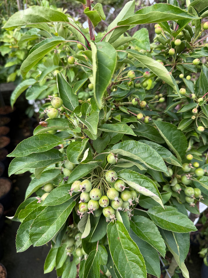 Sierappel boompje (geel) - Malus 'Golden Hornet' op stam