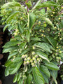 Sierappel boompje (geel) - Malus 'Golden Hornet' op stam