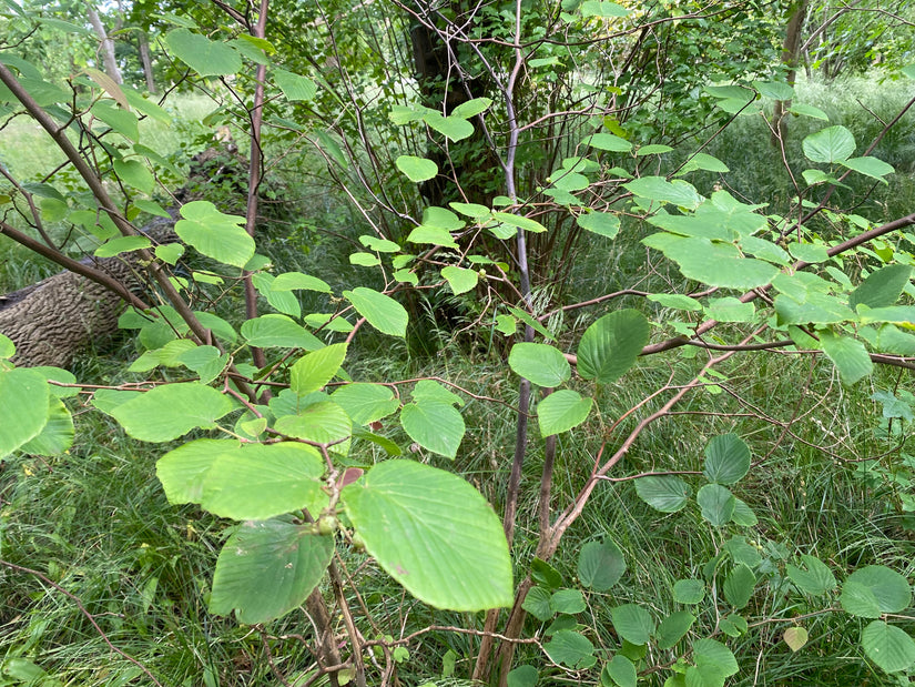 Schijnhazelaar - Corylopsis Spicata