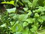 Virginische Lobelia - Lobelia siphilitica