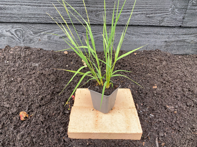 Prachtriet - Miscanthus sinensis 'Silberfeder'