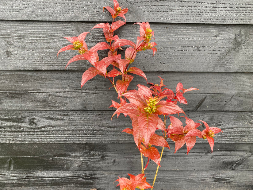 Amerikaanse weigelia - Diervilla x splendens