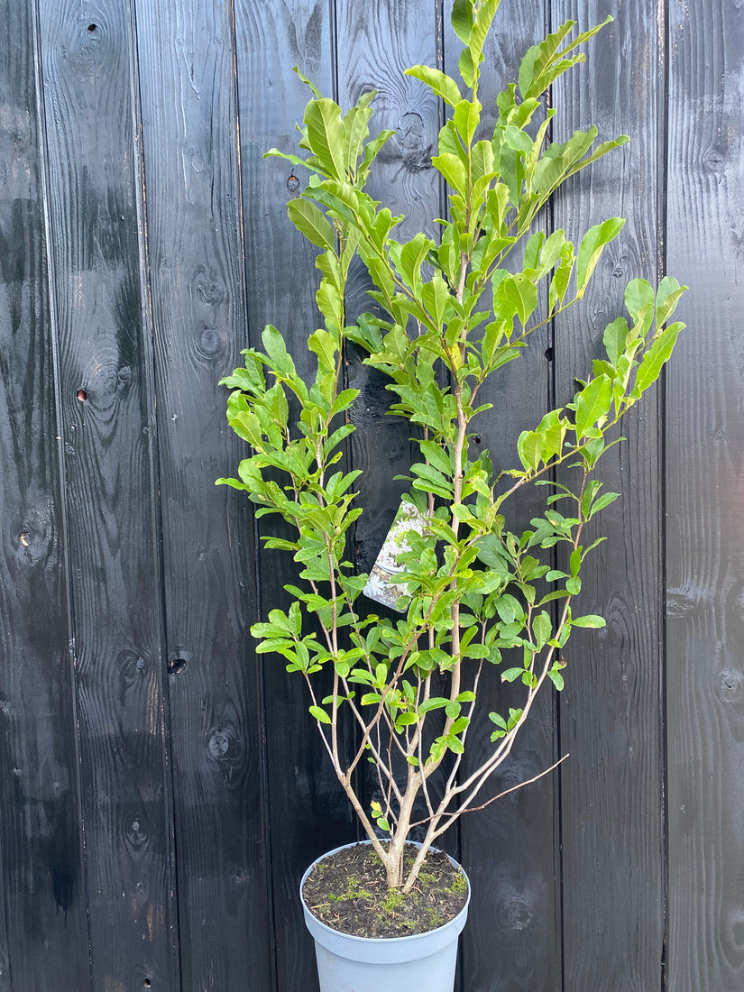 Stermagnolia - Magnolia stellata