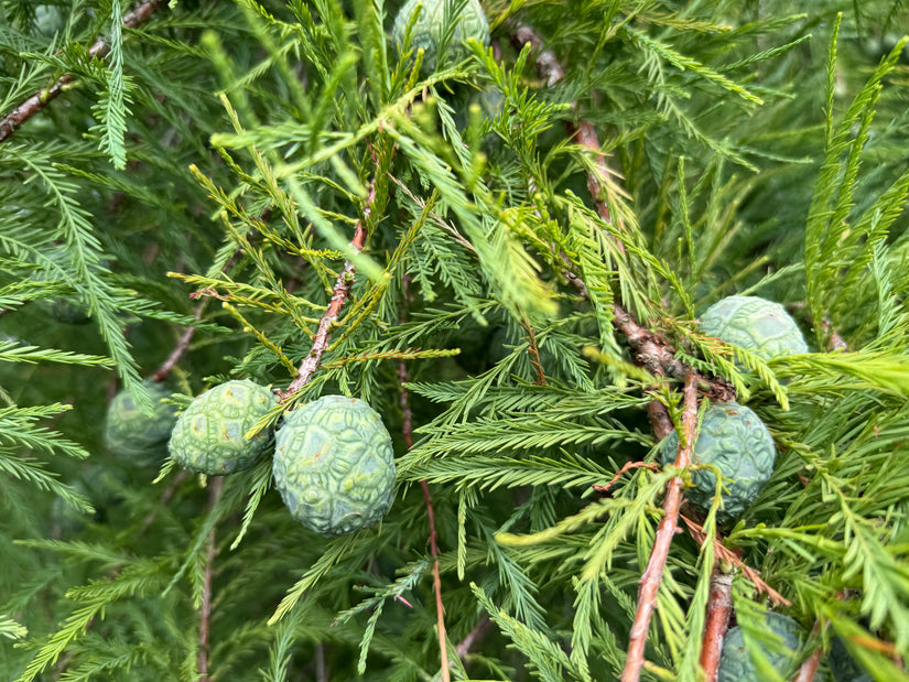 Moerascipres - Taxodium distichum