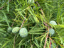 Moerascipres - Taxodium distichum
