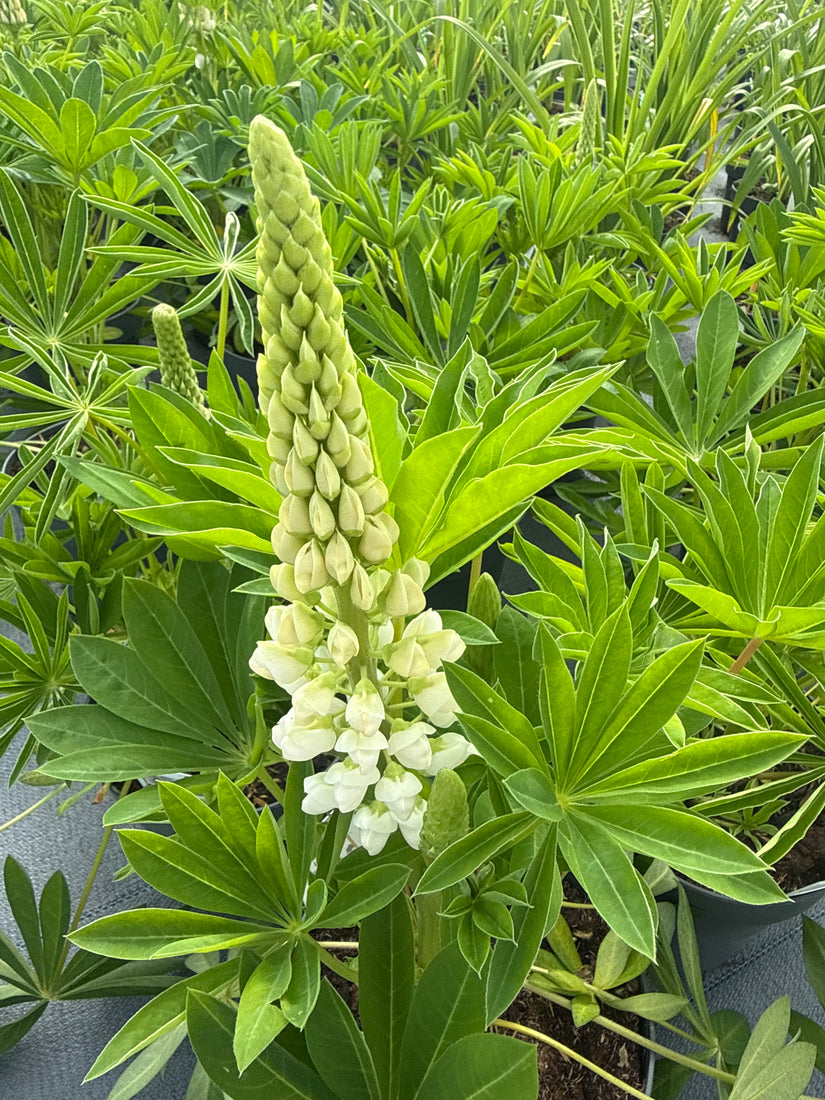 Lupine (Wit) - Lupinus 'Gallery White'