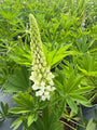 Lupine (Wit) - Lupinus 'Gallery White'