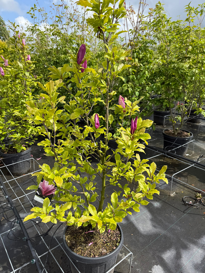Meerstammige Beverboom Biologisch - Magnolia 'Susan' Struikvorm