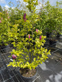 Meerstammige Beverboom Biologisch - Magnolia 'Susan' Struikvorm