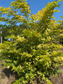 Trosvlier - Sambucus racemosa 'Sutherland Gold'