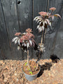 Zwarte vlier - Sambucus nigra 'Black Tower' (Zuilvlier)
