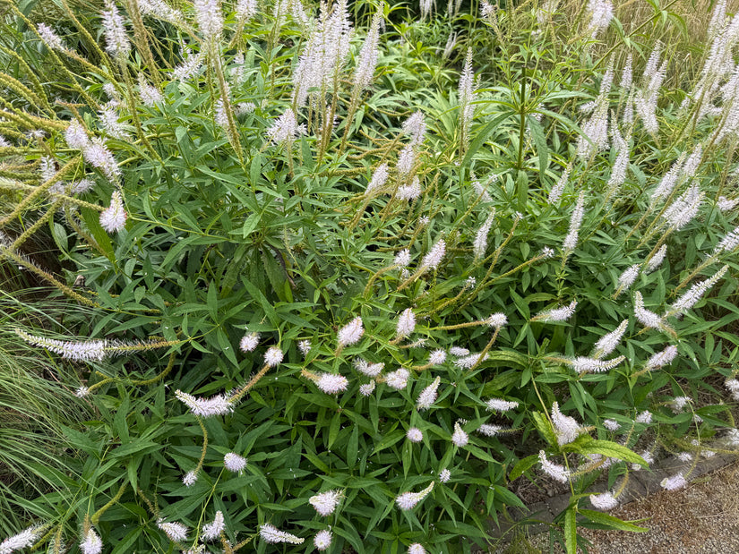Zwarte ereprijs - Veronicastrum virginicum 'Album'