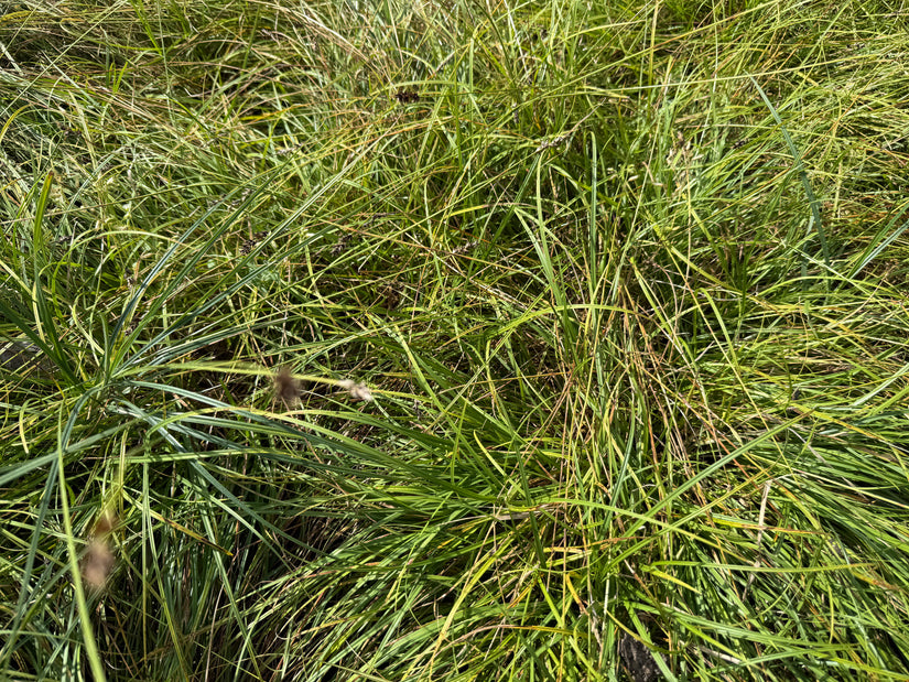 Gewone bermzegge - Carex spicata