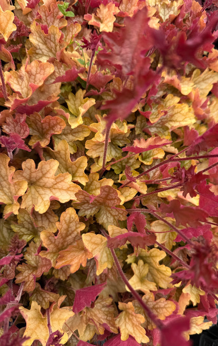 Purperklokje - Heuchera 'Carnival Cocomint’