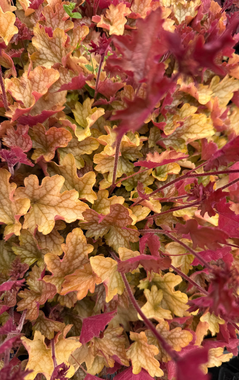 Purperklokje - Heuchera 'Carnival Fall Festival’