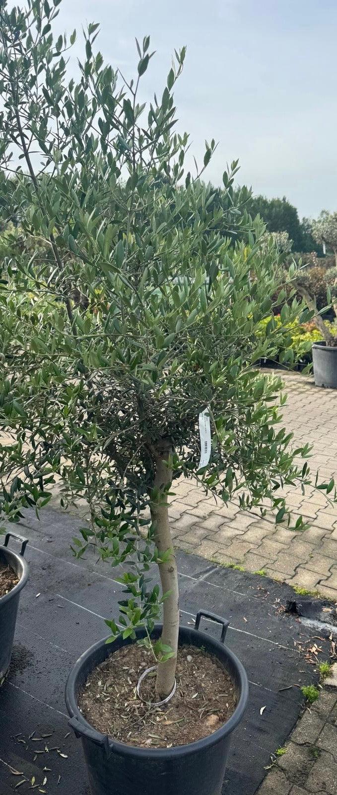 Olijfboom op halfstam - Olea europaea