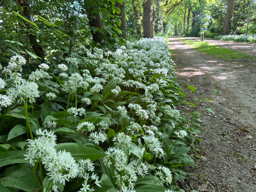 Biologisch Lievevrouwebedstro - Galium odoratum - (ook per m2)