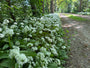 Biologisch Lievevrouwebedstro - Galium odoratum - (ook per m2)