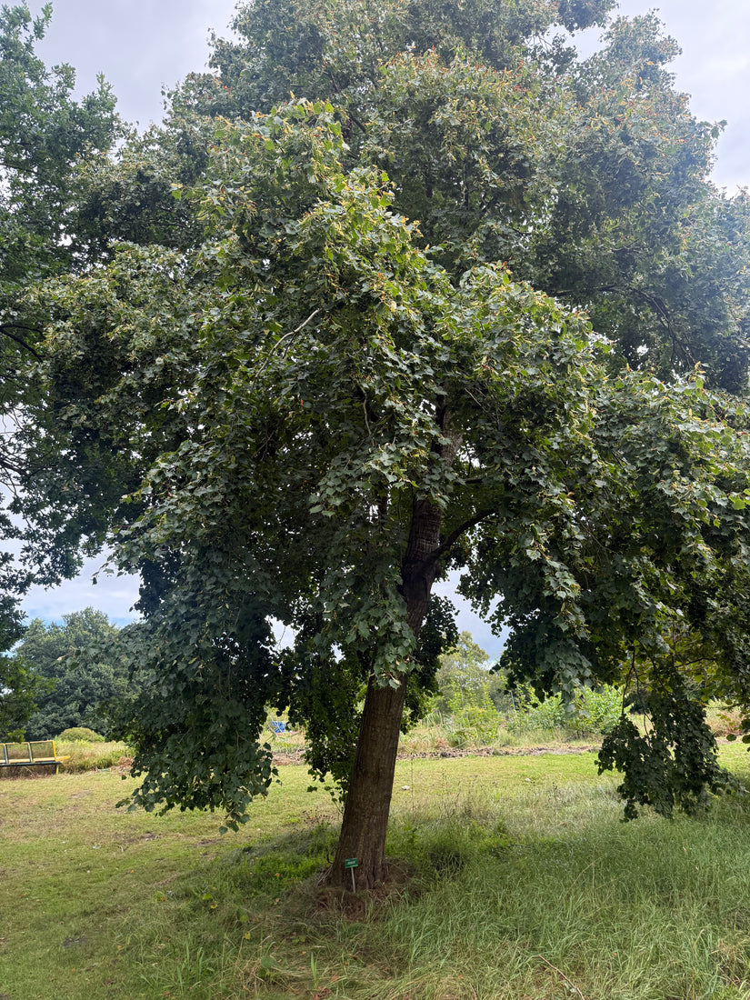 Mongoolse linde - Tilia mongolica
