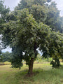 Mongoolse linde - Tilia mongolica